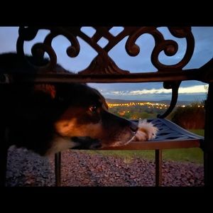 Meet your Posher, Molly